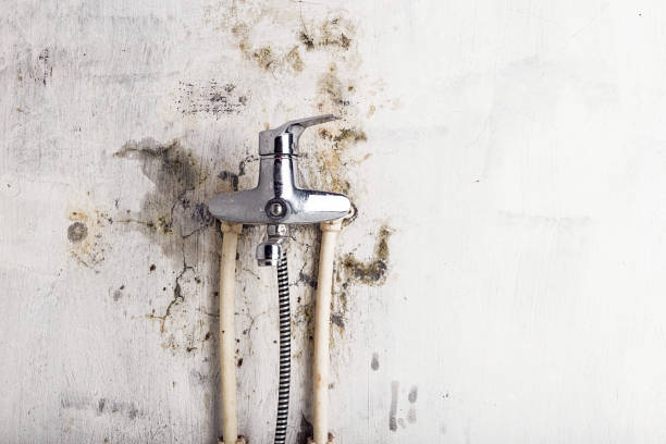 Best Professional Mold Removal  in Champion Heights, OH