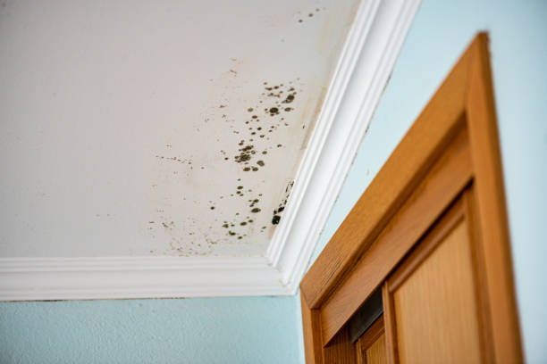 Best Commercial Mold Removal  in Champion Heights, OH