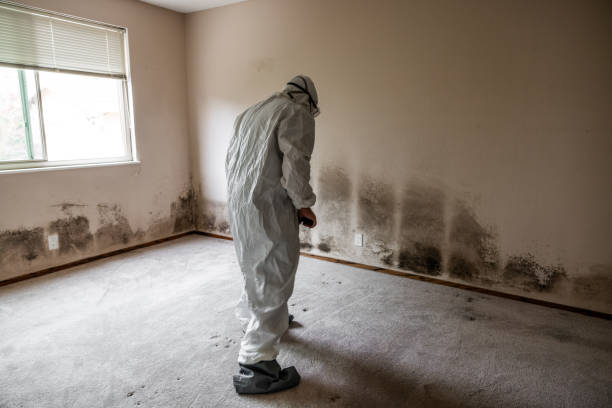 Mold Removal and Inspection in Champion Heights, OH