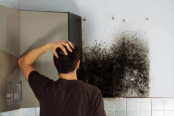 Best Mold Remediation  in Champion Heights, OH