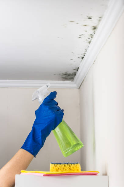 Best Mold Remediation Experts  in Champion Heights, OH