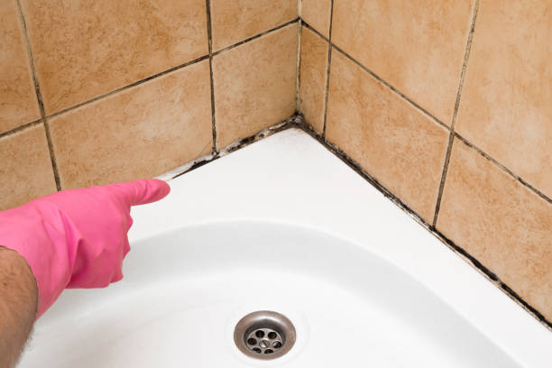 Best Residential Mold Removal  in Champion Heights, OH